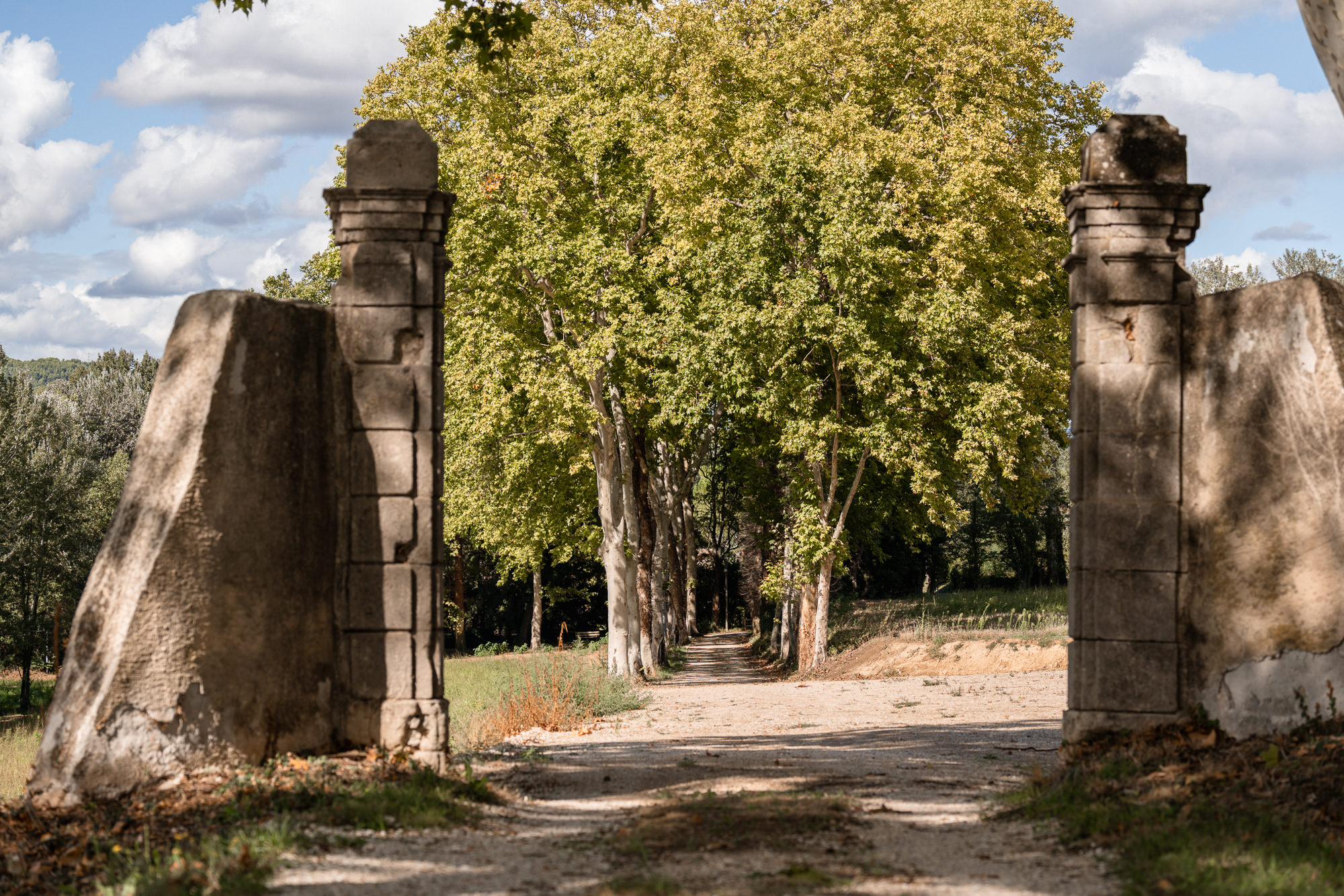 Photo de l'allée de platanes